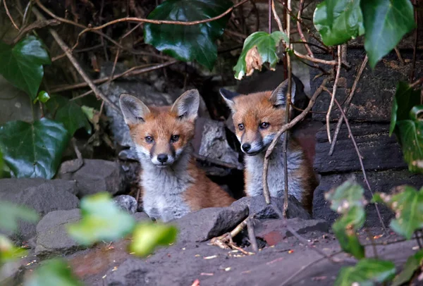 Una Familia Cachorros Zorro Urbanos Explorando Jardín — Foto de Stock