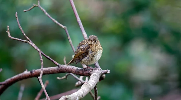 Juvenile Eurasian Robin Waiting Fed — Photo