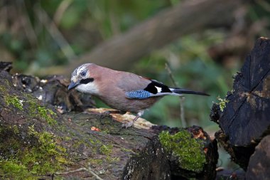Avrasyalı Jay ormandaki zulaya fıstık topluyor.