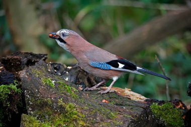 Eurasian jay collecting peanuts to cache in the woods