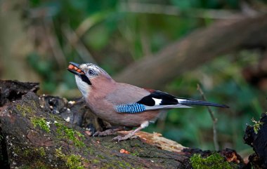 Avrasyalı Jay ormandaki zulaya fıstık topluyor.