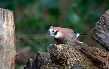 Avrasyalı Jay ormandaki zulaya fıstık topluyor.