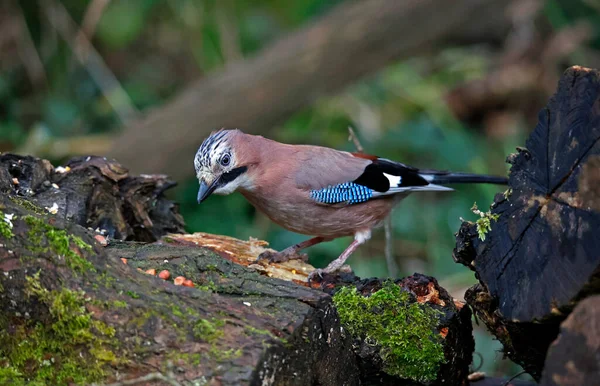 Eurasian Jay Collecting Peanuts Cache Woods — стокове фото