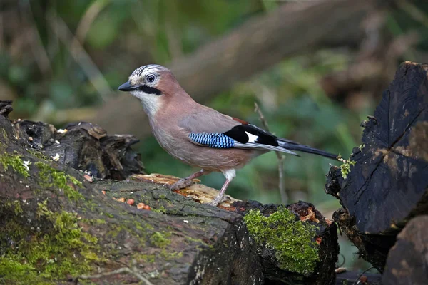 Eurasian Jay Collecting Peanuts Cache Woods — Stock fotografie