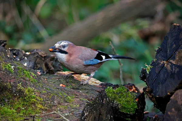 Avrasyalı Jay ormandaki zulaya fıstık topluyor.