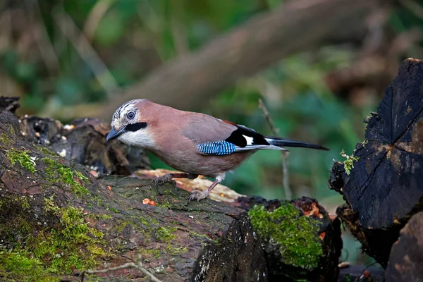 Avrasyalı Jay ormandaki zulaya fıstık topluyor.