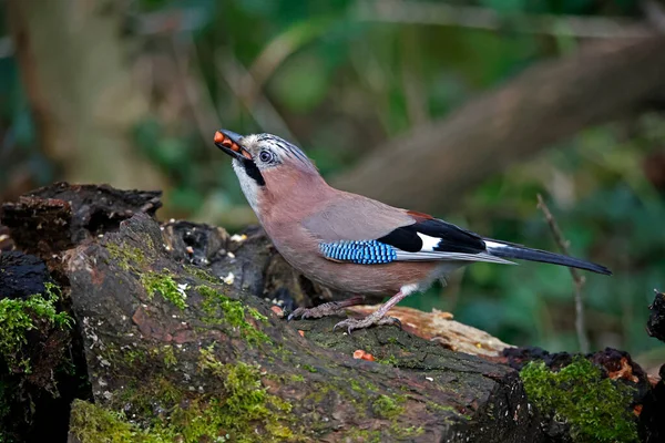 Avrasyalı Jay ormandaki zulaya fıstık topluyor.
