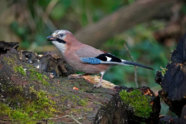 Eurasian Jay Collecting Peanuts Cache Woods — Stock fotografie