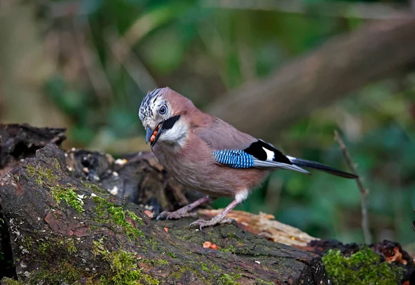 Eurasian Jay Collecting Peanuts Cache Woods — стокове фото