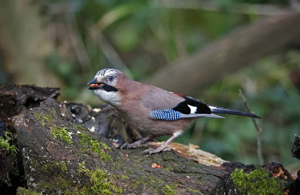 Eurasian Jay Collecting Peanuts Cache Woods —  Fotos de Stock