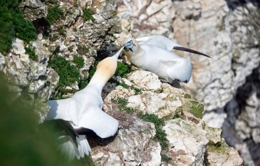 Yuvalarındaki kayalıklarda kavga eden sümsük kuşları