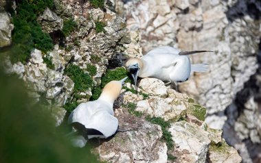 Yuvalarındaki kayalıklarda kavga eden sümsük kuşları