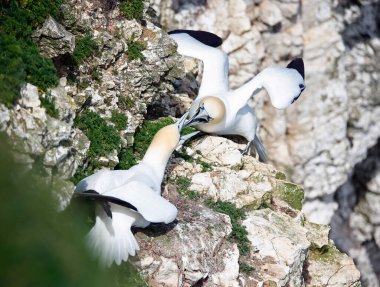 Yuvalarındaki kayalıklarda kavga eden sümsük kuşları