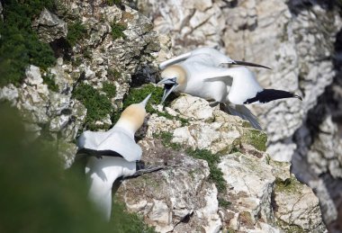 Yuvalarındaki kayalıklarda kavga eden sümsük kuşları