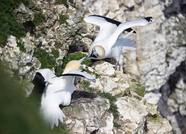 Yuvalarındaki kayalıklarda kavga eden sümsük kuşları