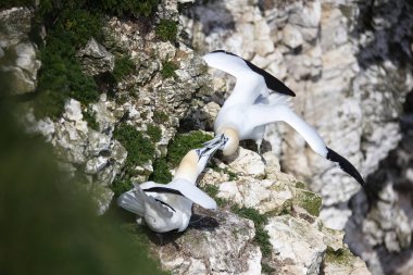 Yuvalarındaki kayalıklarda kavga eden sümsük kuşları