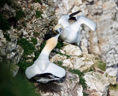 Yuvalarındaki kayalıklarda kavga eden sümsük kuşları