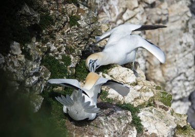 Yuvalarındaki kayalıklarda kavga eden sümsük kuşları