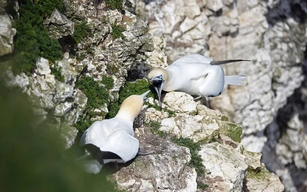 Yuvalarındaki kayalıklarda kavga eden sümsük kuşları
