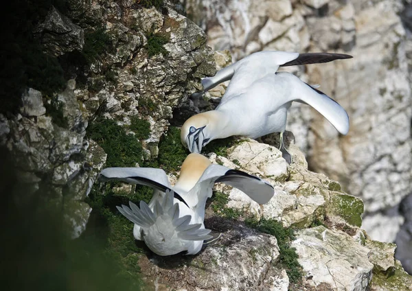 Yuvalarındaki kayalıklarda kavga eden sümsük kuşları