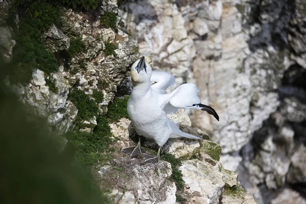 Kuzeyli sümsük kuşları üreme mevsimi için hazırlanıyor