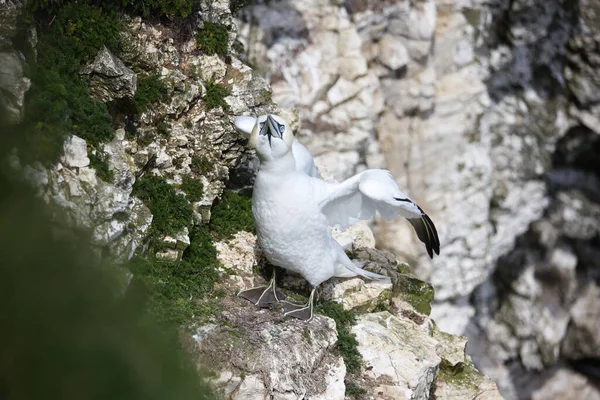Kuzeyli sümsük kuşları üreme mevsimi için hazırlanıyor