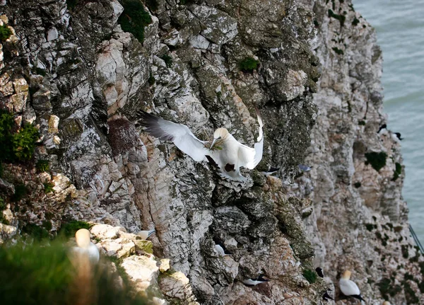Northern Gannets Preparing Breeding Season — Stock Photo, Image