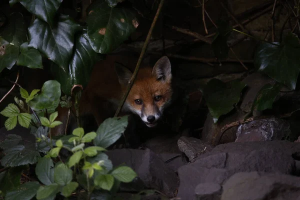 庭の近くの庭を探索する都会のキツネの赤ちゃん — ストック写真