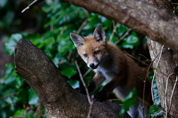 Urban Fox Cubs Exploring Garden Den — Fotografie, imagine de stoc