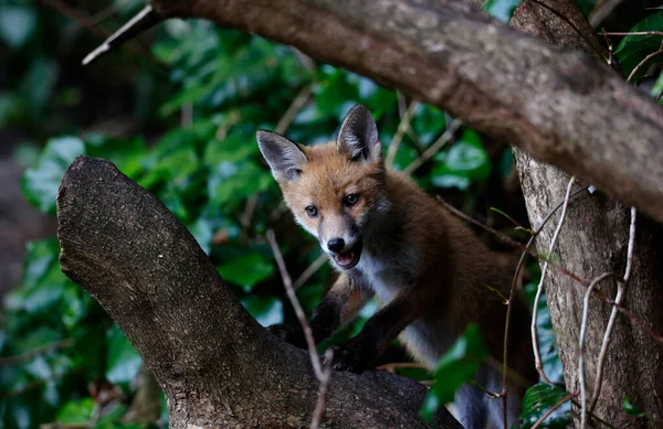 Urban Fox Cubs Exploring Garden Den — Stock Photo, Image