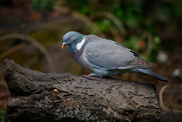 Wood Pigeon Perched Log —  Fotos de Stock