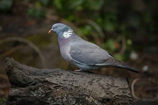 Wood Pigeon Perched Log —  Fotos de Stock