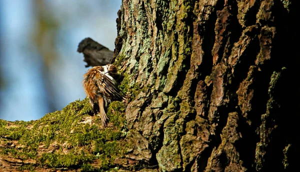 Baumschneider Pflegt Einen Ast — Stockfoto