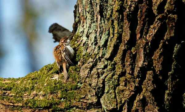 Treecreeper Grooming Branch — Φωτογραφία Αρχείου