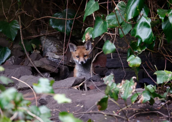 Bahçeyi keşfeden şehir tilkisi yavruları