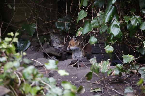 Αστική Αλεπούδες Cubs Εξερεύνηση Του Κήπου — Φωτογραφία Αρχείου