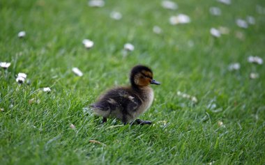Mallard ördeği yerel göleti keşfetmek için yola çıkıyor.