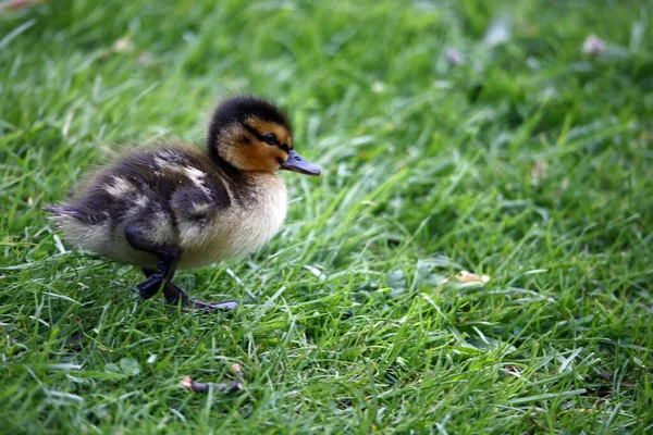 Stockenten Machen Sich Auf Den Weg Den Heimischen Teich Erkunden — Stockfoto