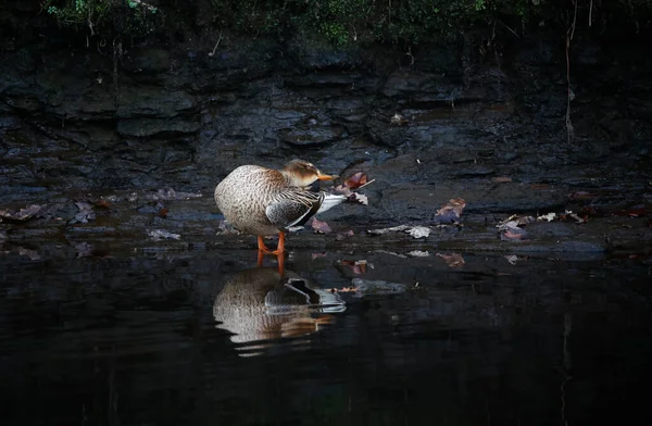 Mallard Rio Preening — Fotografia de Stock