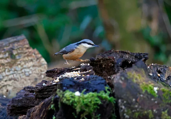 Nuthatch Собирает Еду Лесу — стоковое фото