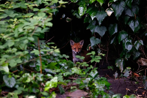 Stadtfuchsjunge Erkunden Den Garten Stockfoto