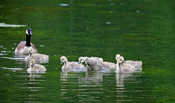 Une Famille Oies Canada Sur Lac — Photo