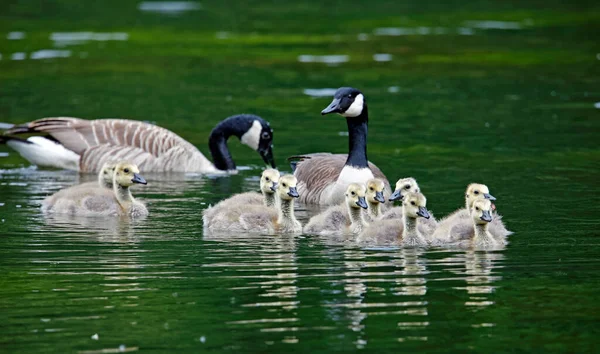 Uma Família Gansos Canadenses Lago — Fotografia de Stock