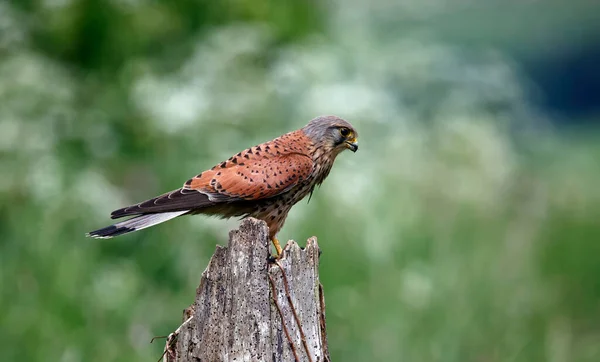 Cestrel Mâle Sur Une Perche Nourrissant — Photo