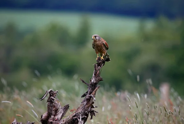 Male Kestrel Perch Feeding — Stock Photo, Image