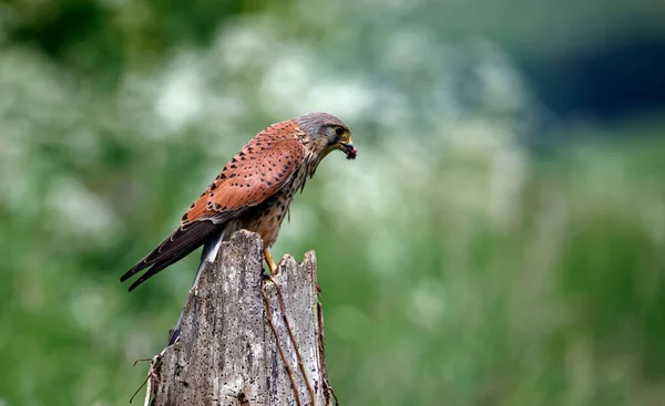 Αρσενικό Kestrel Μια Πέρκα Σίτιση — Φωτογραφία Αρχείου