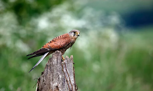 Mannelijke Estrel Een Baars Voeden — Stockfoto