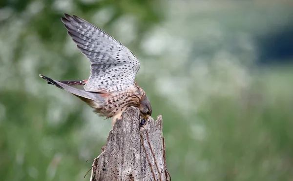 Turmfalkenmännchen Auf Einer Barschfütterung — Stockfoto