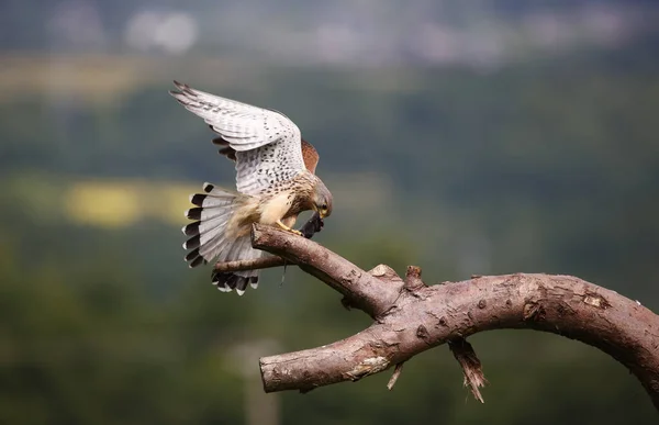 Kestrel Męski Karmieniu Okonia — Zdjęcie stockowe