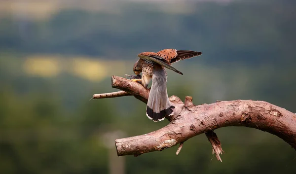 Cestrel Mâle Sur Une Perche Nourrissant — Photo